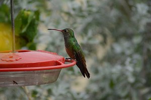 Hummingbird, Buff-bellied, 2013-01064748 Estero Llano Grande State Park, TX